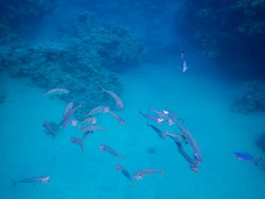 The most beautiful views and vibrant inhabitants of the Red Sea, Hurghada, Egypt