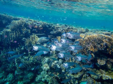 Residents of the underwater flora of the coral reef in the Red Sea, Hurghada, Egypt