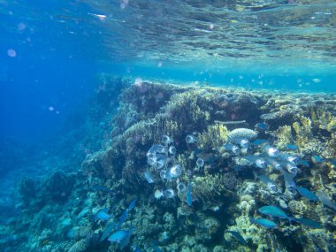 Residents of the underwater flora of the coral reef in the Red Sea, Hurghada, Egypt