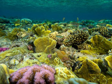 Residents of the underwater flora of the coral reef in the Red Sea, Hurghada, Egypt