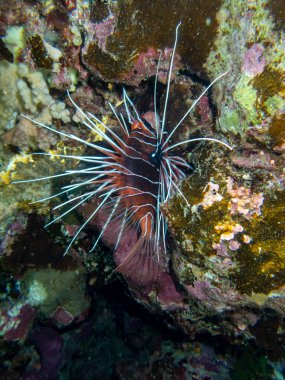 Pterois volitans or Lionfish Zebra in Red Sea coral reef, Egypt, Hurghada