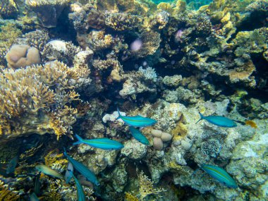 Residents of the underwater flora of the coral reef in the Red Sea, Hurghada, Egypt