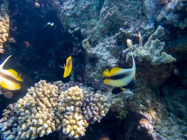 Residents of the underwater flora of the coral reef in the Red Sea, Hurghada, Egypt