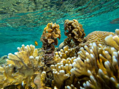 Residents of the underwater flora of the coral reef in the Red Sea, Hurghada, Egypt