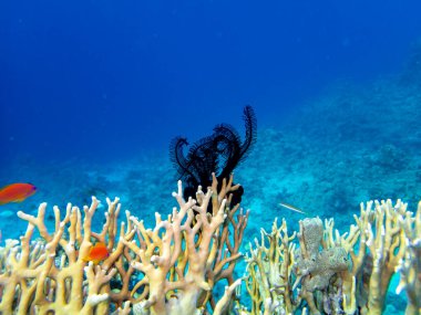 Residents of the underwater flora of the coral reef in the Red Sea, Hurghada, Egypt