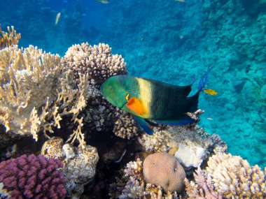 Residents of the underwater flora of the coral reef in the Red Sea, Hurghada, Egypt