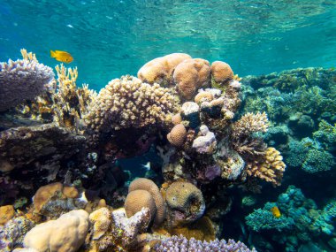 Residents of the underwater flora of the coral reef in the Red Sea, Hurghada, Egypt