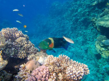 Residents of the underwater flora of the coral reef in the Red Sea, Hurghada, Egypt