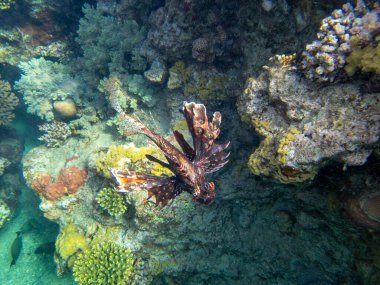 Pterois volitans or Lionfish Zebra in Red Sea coral reef, Egypt, Hurghada