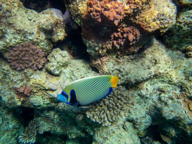 Residents of the underwater flora of the coral reef in the Red Sea, Hurghada, Egypt
