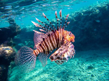 Pterois volitans or Lionfish Zebra in Red Sea coral reef, Egypt, Hurghada
