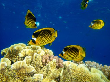 Residents of the underwater flora of the coral reef in the Red Sea, Hurghada, Egypt