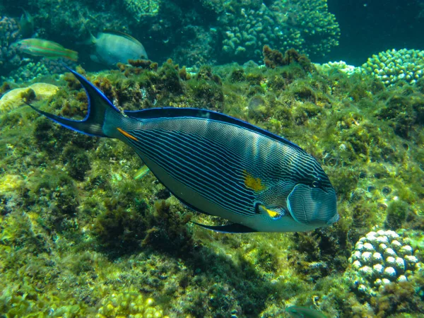 The most beautiful views and vibrant inhabitants of the Red Sea, Hurghada, Egypt