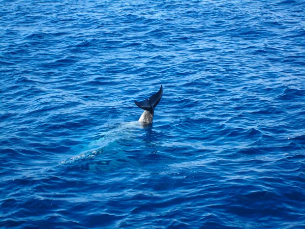 Δελφίνι Στην Κόκκινη Θάλασσα — Φωτογραφία Αρχείου