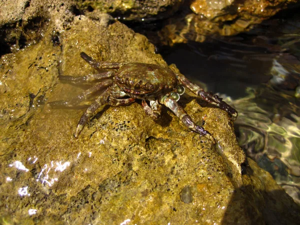 White crab on the Red Sea beach, Egypt, Hurghada