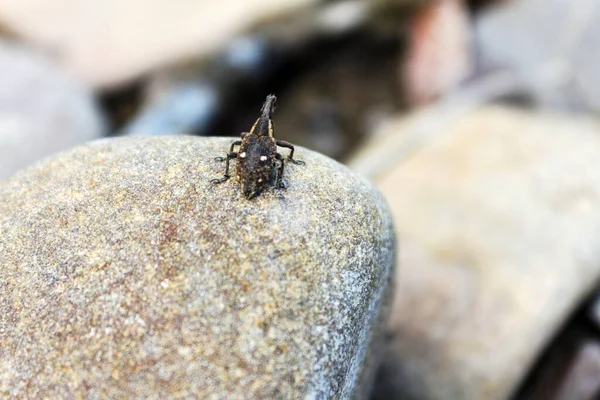 Small beetle weevil sits on a stone, Ukraine