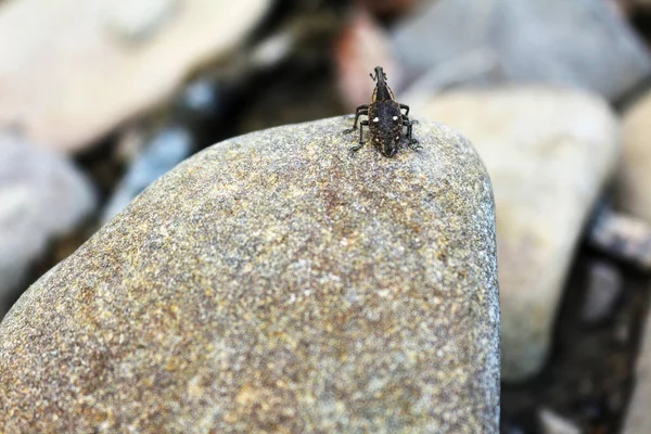 Small beetle weevil sits on a stone, Ukraine