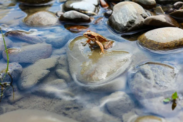 Little frog in a mountain river