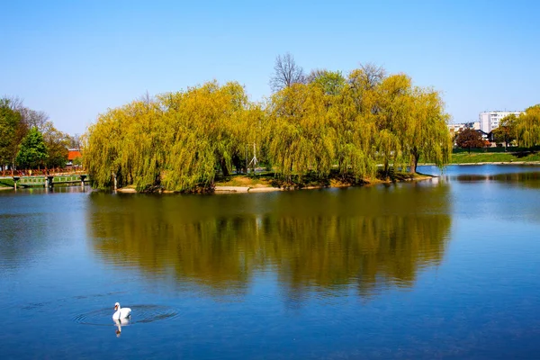 Swan City Pond —  Fotos de Stock