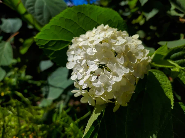 White Flowers Bloomed Ukraine Zmiev — Foto Stock
