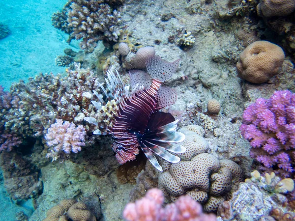 Pterois Volitans Lionfish Zebra Red Sea Coral Reef Egypt Hurghada — 图库照片