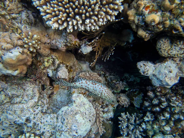 The most beautiful views and vibrant inhabitants of the Red Sea, Hurghada, Egypt