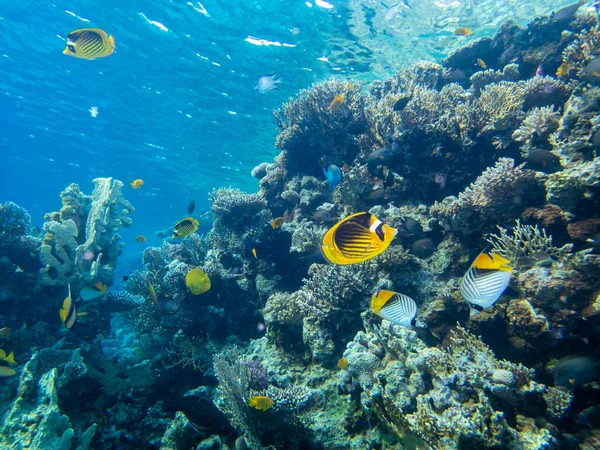 Residents of the underwater flora of the coral reef in the Red Sea, Hurghada, Egypt