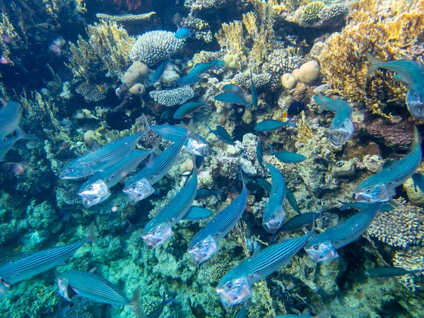 Residents of the underwater flora of the coral reef in the Red Sea, Hurghada, Egypt