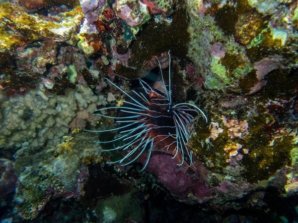 Pterois Volitans Lionfish Zebra Red Sea Coral Reef Egypt Hurghada — 图库照片