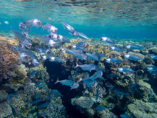 Residents of the underwater flora of the coral reef in the Red Sea, Hurghada, Egypt