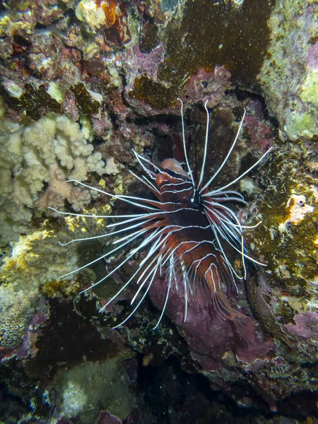 Pterois Volitans Lionfish Zebra Red Sea Coral Reef Egypt Hurghada — 图库照片