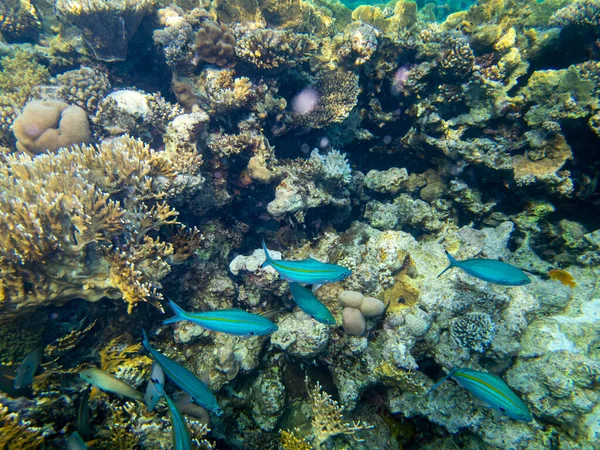 Residents of the underwater flora of the coral reef in the Red Sea, Hurghada, Egypt