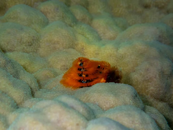 Residents Underwater Flora Coral Reef Red Sea Hurghada Egypt —  Fotos de Stock