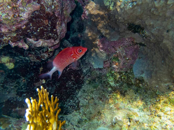 Residents Underwater Flora Coral Reef Red Sea Hurghada Egypt — Photo