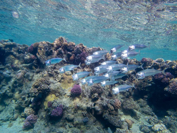 Residents Underwater Flora Coral Reef Red Sea Hurghada Egypt — Photo