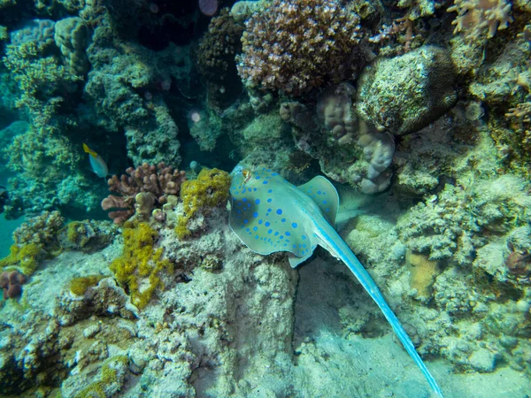 Stingray Bottom Red Sea Egypt Hurghada — Foto Stock