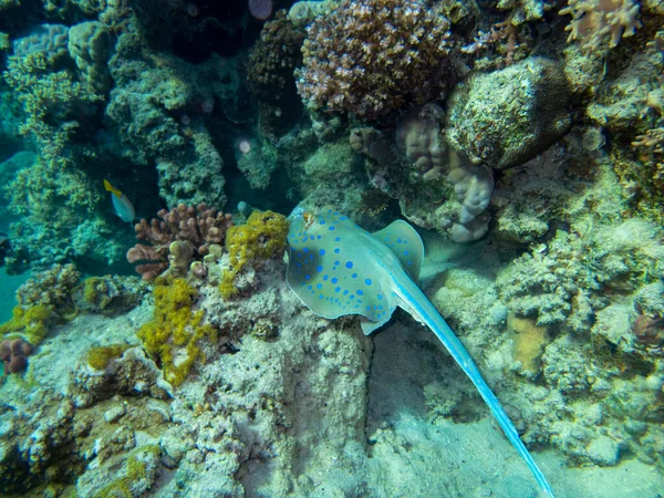 Stingray Bottom Red Sea Egypt Hurghada — 스톡 사진