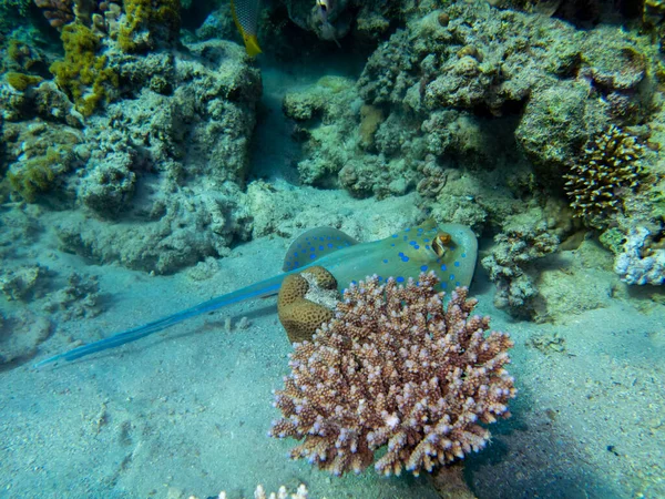 Stingray Bottom Red Sea Egypt Hurghada — Zdjęcie stockowe