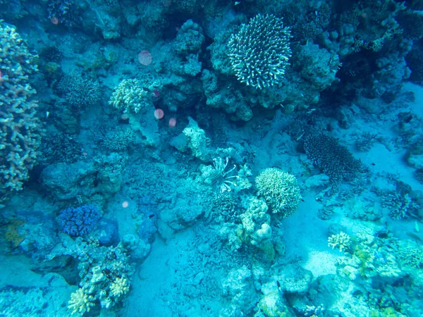 Residents Underwater Flora Coral Reef Red Sea Hurghada Egypt — Stock fotografie