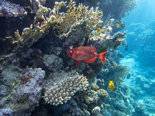 Residents Underwater Flora Coral Reef Red Sea Hurghada Egypt — Stockfoto