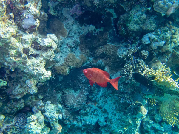 Residents Underwater Flora Coral Reef Red Sea Hurghada Egypt — Zdjęcie stockowe