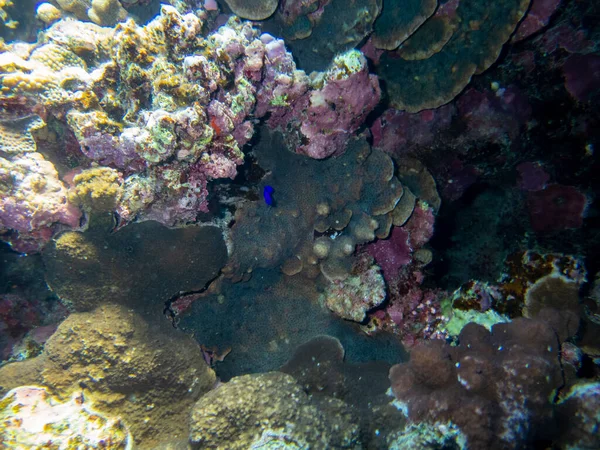 Residents of the underwater flora of the coral reef in the Red Sea, Hurghada, Egypt