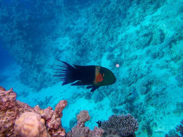 Residents Underwater Flora Coral Reef Red Sea Hurghada Egypt — ストック写真