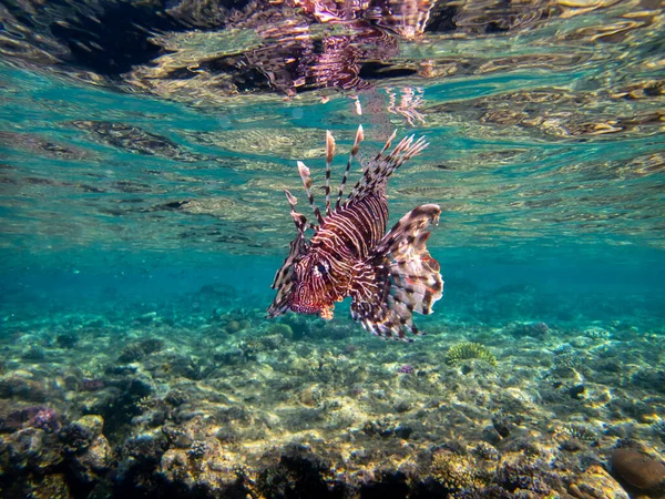 Pterois volitans or Lionfish Zebra in Red Sea coral reef, Egypt, Hurghada