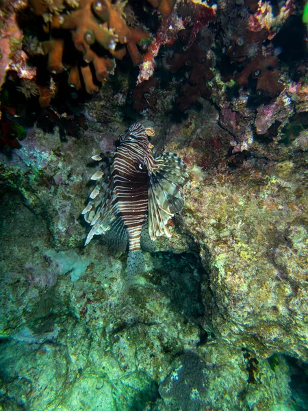 Pterois Volitans Lionfish Zebra Red Sea Coral Reef Egypt Hurghada — Fotografia de Stock