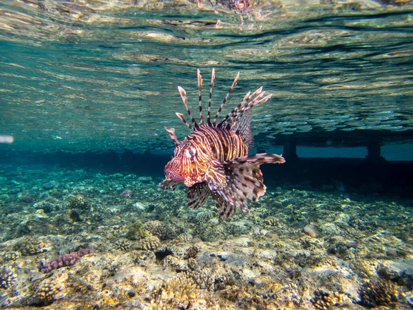 Pterois Volitans Lionfish Zebra Red Sea Coral Reef Egypt Hurghada — ストック写真