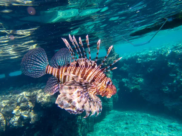 Pterois Volitans Lionfish Zebra Red Sea Coral Reef Egypt Hurghada — ストック写真