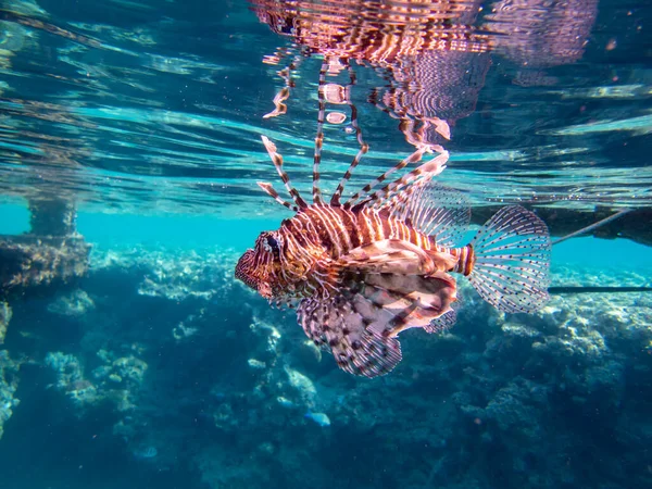 Pterois Volitans Lionfish Zebra Red Sea Coral Reef Egypt Hurghada — ストック写真