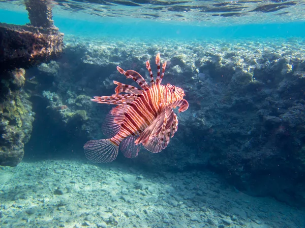 Pterois Volitans Lionfish Zebra Red Sea Coral Reef Egypt Hurghada — ストック写真