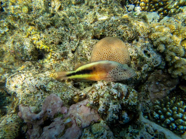 Residents Underwater Flora Coral Reef Red Sea Hurghada Egypt — Foto de Stock